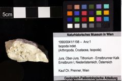 Foto (Objket + Etiketten) von Isopoda indet. 